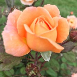 Meet your Posher, Amy